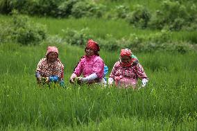 NEPAL-DAILY LIFE- FARMERS- PADDY SAPLINGS