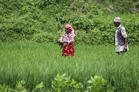 NEPAL-DAILY LIFE- FARMERS- PADDY SAPLINGS