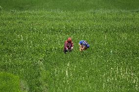 NEPAL-DAILY LIFE- FARMERS- PADDY SAPLINGS