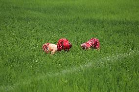 NEPAL-DAILY LIFE- FARMERS- PADDY SAPLINGS