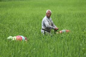 NEPAL-DAILY LIFE- FARMERS- PADDY SAPLINGS