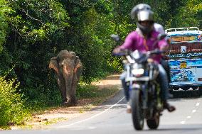 Wild Elephants Are Beginning Foods From Street Vehicles