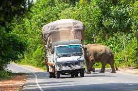 Wild Elephants Are Beginning Foods From Street Vehicles