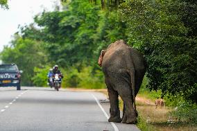 Wild Elephants Are Beginning Foods From Street Vehicles