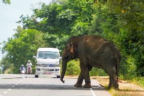 Wild Elephants Are Beginning Foods From Street Vehicles