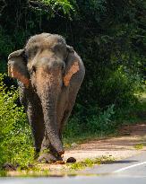 Wild Elephants Are Beginning Foods From Street Vehicles