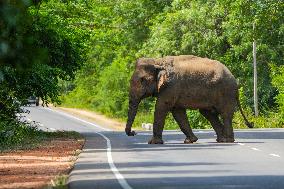 Wild Elephants Are Beginning Foods From Street Vehicles