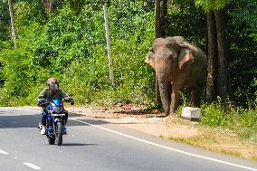 Wild Elephants Are Beginning Foods From Street Vehicles