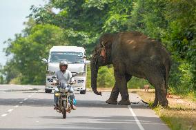 Wild Elephants Are Beginning Foods From Street Vehicles