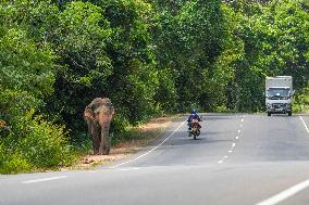 Wild Elephants Are Beginning Foods From Street Vehicles