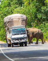 Wild Elephants Are Beginning Foods From Street Vehicles