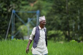 Nepali Farmers Kneed Out Weeds After Paddy Sapling Transplantation