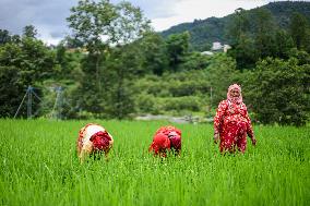 Nepali Farmers Kneed Out Weeds After Paddy Sapling Transplantation