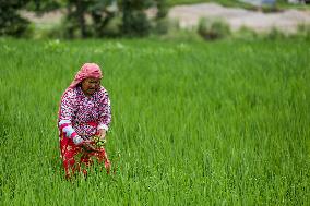 Nepali Farmers Kneed Out Weeds After Paddy Sapling Transplantation