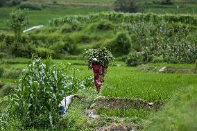 Nepali Farmers Kneed Out Weeds After Paddy Sapling Transplantation