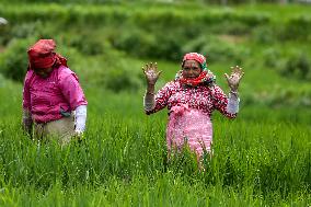 Nepali Farmers Kneed Out Weeds After Paddy Sapling Transplantation