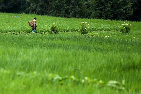 Nepali Farmers Kneed Out Weeds After Paddy Sapling Transplantation