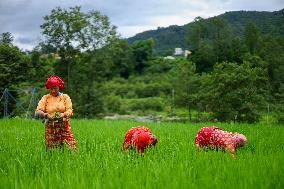 Nepali Farmers Kneed Out Weeds After Paddy Sapling Transplantation