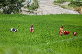 Nepali Farmers Kneed Out Weeds After Paddy Sapling Transplantation