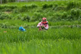 Nepali Farmers Kneed Out Weeds After Paddy Sapling Transplantation