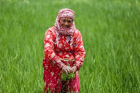 Nepali Farmers Kneed Out Weeds After Paddy Sapling Transplantation