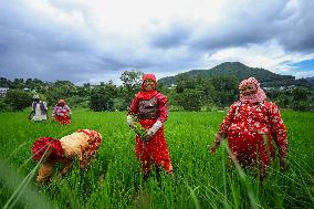 Nepali Farmers Kneed Out Weeds After Paddy Sapling Transplantation