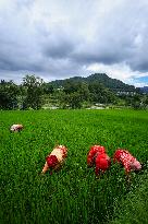 Nepali Farmers Kneed Out Weeds After Paddy Sapling Transplantation