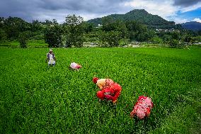 Nepali Farmers Kneed Out Weeds After Paddy Sapling Transplantation