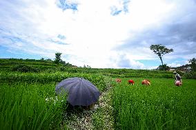 Nepali Farmers Kneed Out Weeds After Paddy Sapling Transplantation