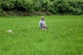 Nepali Farmers Kneed Out Weeds After Paddy Sapling Transplantation