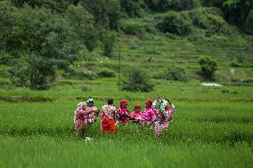 Nepali Farmers Kneed Out Weeds After Paddy Sapling Transplantation