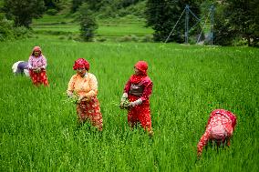 Nepali Farmers Kneed Out Weeds After Paddy Sapling Transplantation