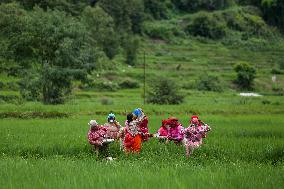 Nepali Farmers Kneed Out Weeds After Paddy Sapling Transplantation