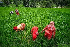 Nepali Farmers Kneed Out Weeds After Paddy Sapling Transplantation