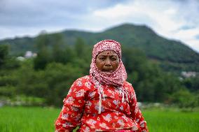 Nepali Farmers Kneed Out Weeds After Paddy Sapling Transplantation