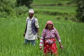 Nepali Farmers Kneed Out Weeds After Paddy Sapling Transplantation