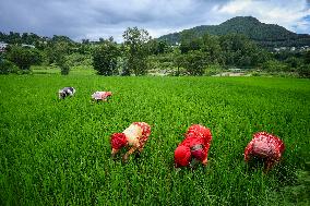 Nepali Farmers Kneed Out Weeds After Paddy Sapling Transplantation