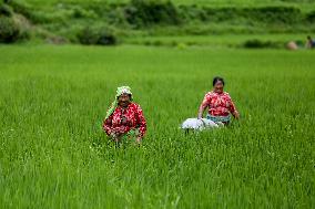 Nepali Farmers Kneed Out Weeds After Paddy Sapling Transplantation