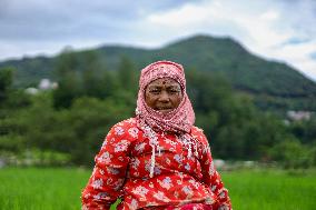 Nepali Farmers Kneed Out Weeds After Paddy Sapling Transplantation