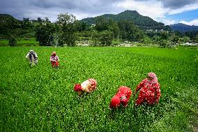 Nepali Farmers Kneed Out Weeds After Paddy Sapling Transplantation