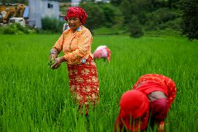 Nepali Farmers Kneed Out Weeds After Paddy Sapling Transplantation