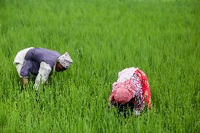 Nepali Farmers Kneed Out Weeds After Paddy Sapling Transplantation