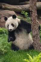 U.S.-SAN DIEGO-ZOO-CHINA-PANDAS-AUGUST 8-DEBUT