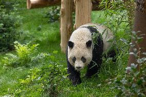 U.S.-SAN DIEGO-ZOO-CHINA-PANDAS-AUGUST 8-DEBUT