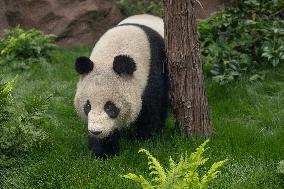 U.S.-SAN DIEGO-ZOO-CHINA-PANDAS-AUGUST 8-DEBUT