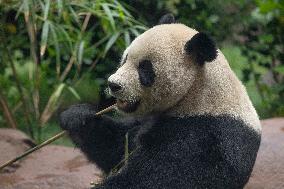 U.S.-SAN DIEGO-ZOO-CHINA-PANDAS-AUGUST 8-DEBUT