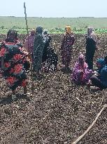 SUDAN-GEDAREF STATE-AGRICULTURAL SEASON