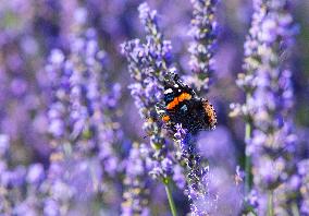 CANADA-MILTON-LAVENDER FIELD-SCENERY