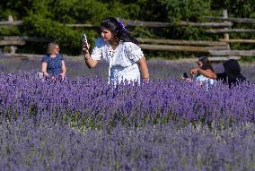 CANADA-MILTON-LAVENDER FIELD-SCENERY