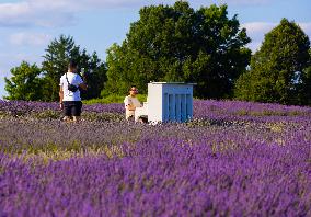 CANADA-MILTON-LAVENDER FIELD-SCENERY